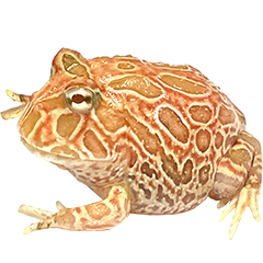 Strawberry Albino